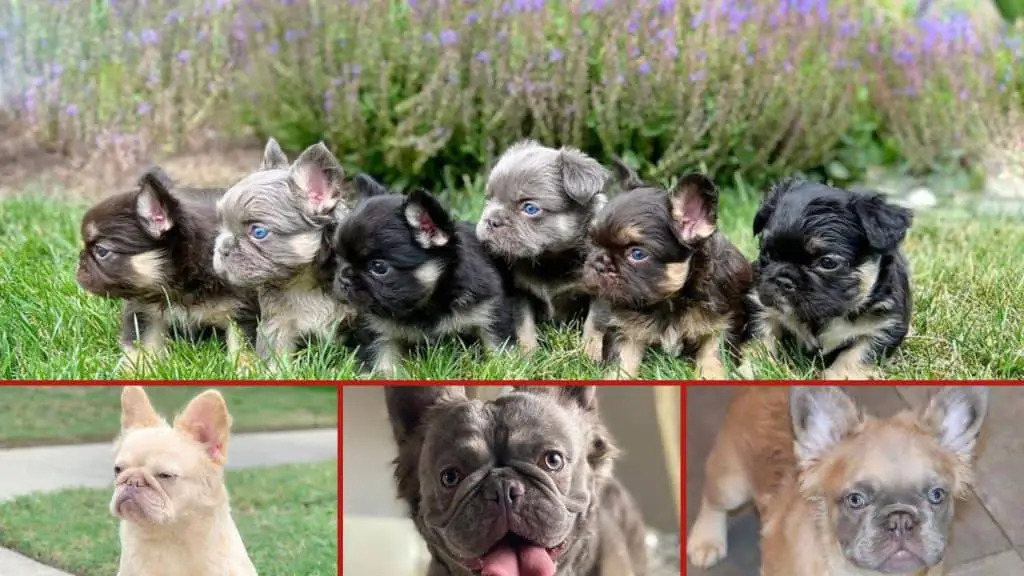How Much Does a Fluffy Frenchie Puppy Cost?