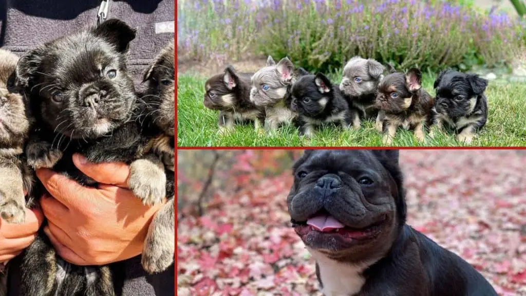 How Much Is a Fluffy French Bulldog Cost?