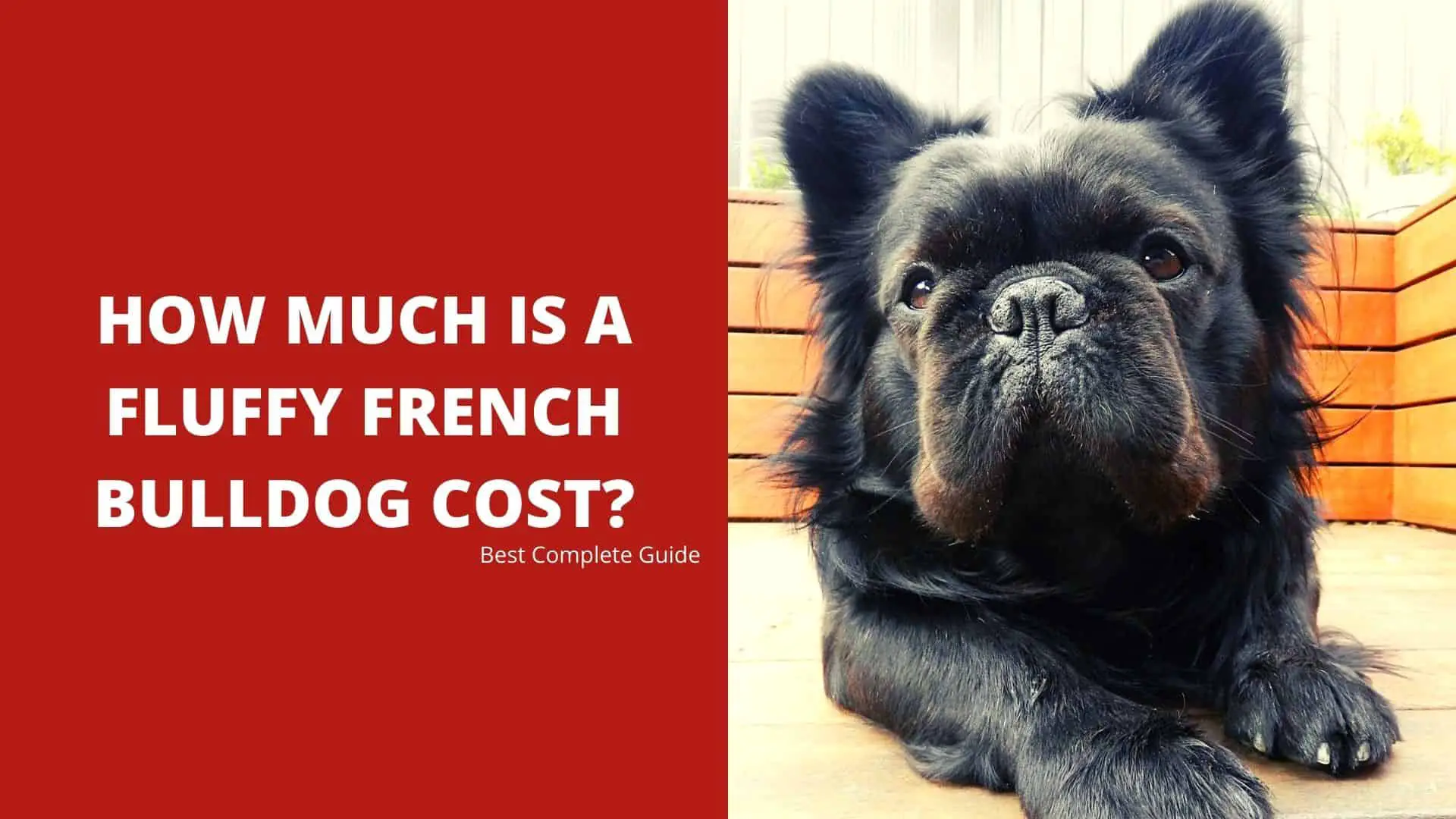 How Much Is a Fluffy French Bulldog Cost? Best Complete Guide 2022