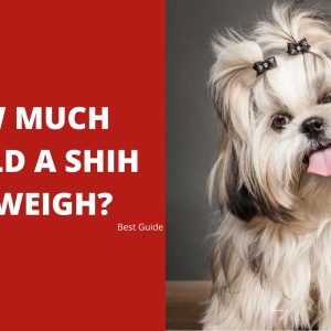 How Much Should a Shih Tzu Weigh - Best Guide