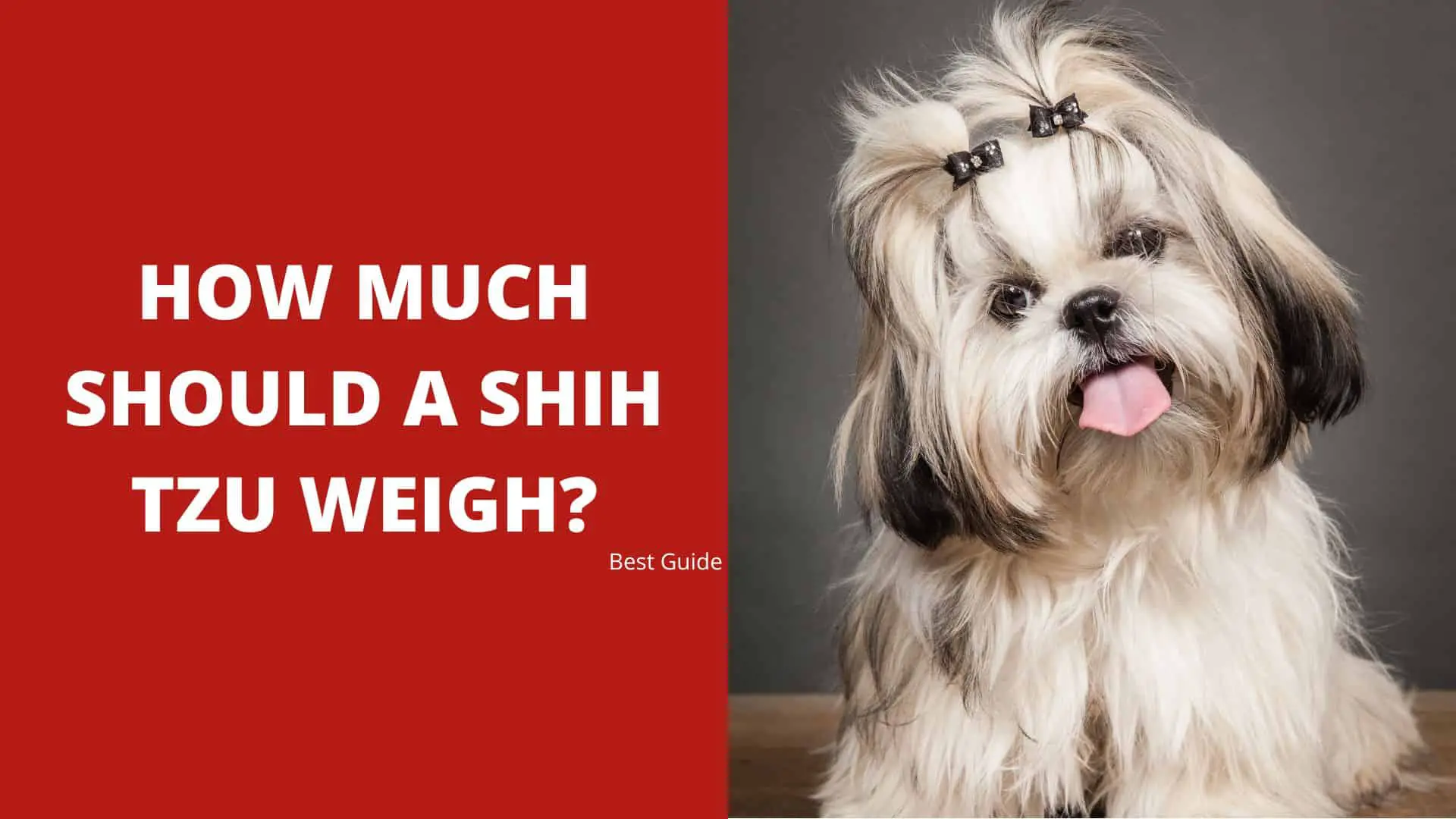 How Much Should a Shih Tzu Weigh – Best Guide 2022