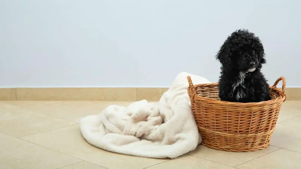 How to Keep Your Poodle Puppies From Shedding?