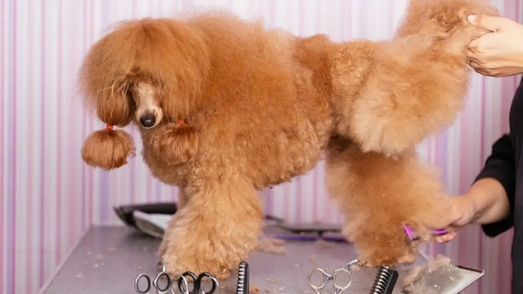 How to Use the Clippers to Groom Your Poodle's Feet