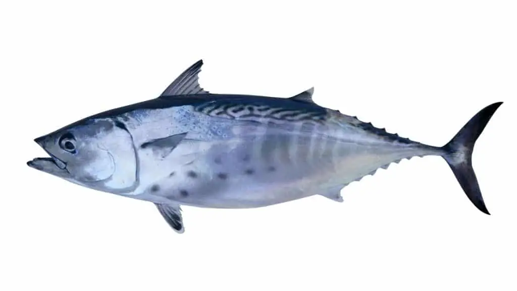 Is SkipJack Tuna Safe for Dogs?
