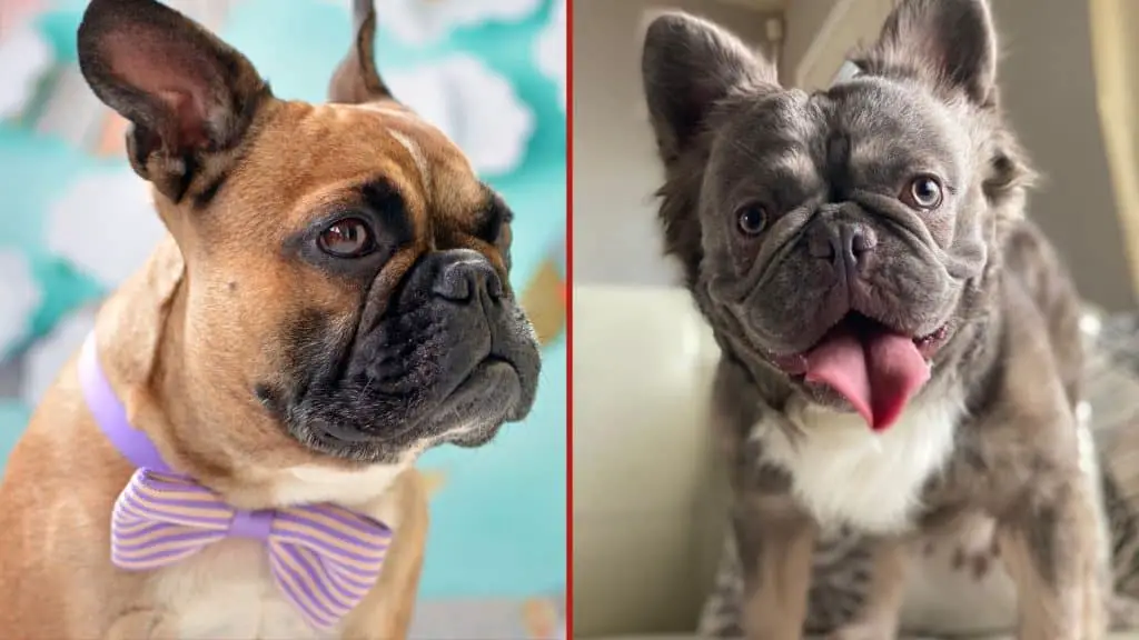 Is the Temperament of A Fluffy French Bulldog the Same as That of A Short-Haired French Bulldog?
