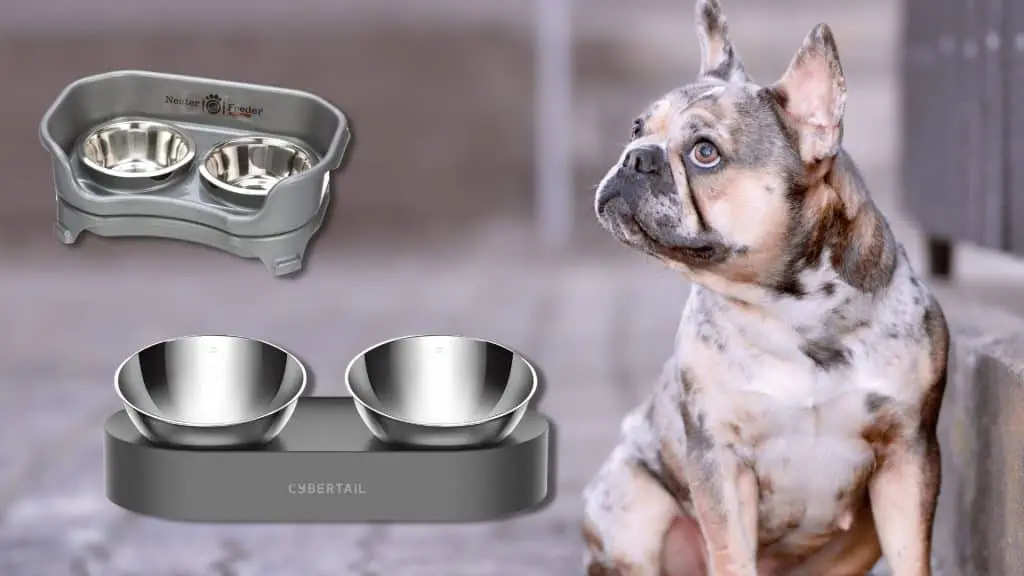 Let's Discover Other Best French Bulldog Food Bowl
