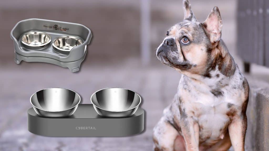 Let's Discover Other Best French Bulldog Food Bowl