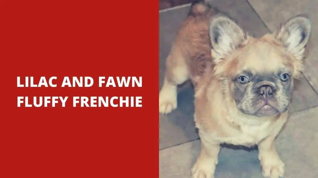 Lilac and Fawn Fluffy Frenchie - How Much Is a Fluffy French Bulldog Cost?