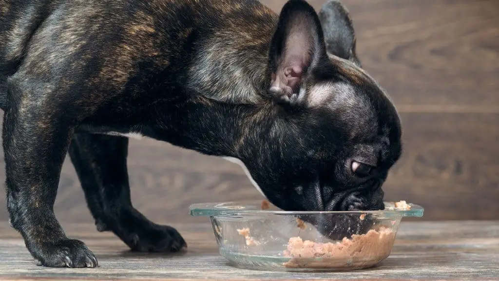 Material - Best Bowls for French Bulldogs