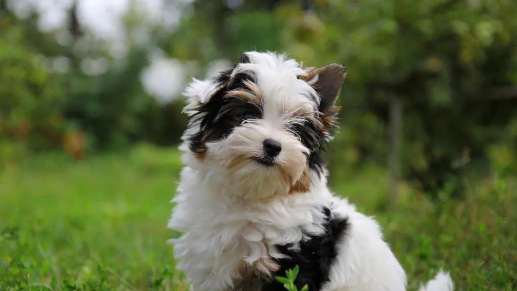 What Shots Do Puppies Need? Best Guide 4 Puppy Shot Don't Last Forever!