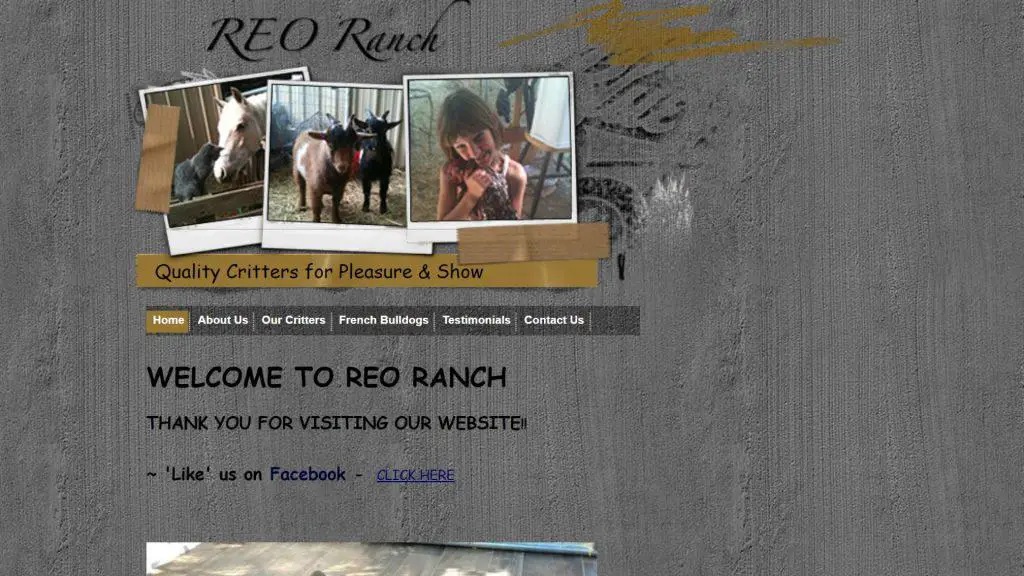REO Ranch - Fluffy Frenchie breeders