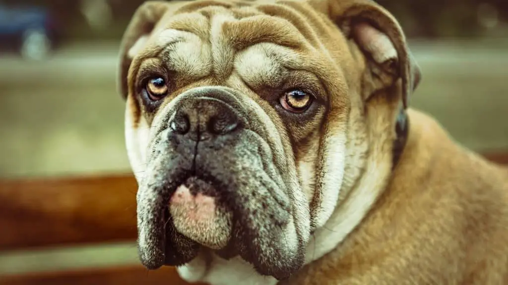 Spotting Eye Issues in Bulldogs - Tear Stains and Eye Gunk - cornstarch for bulldog wrinkles