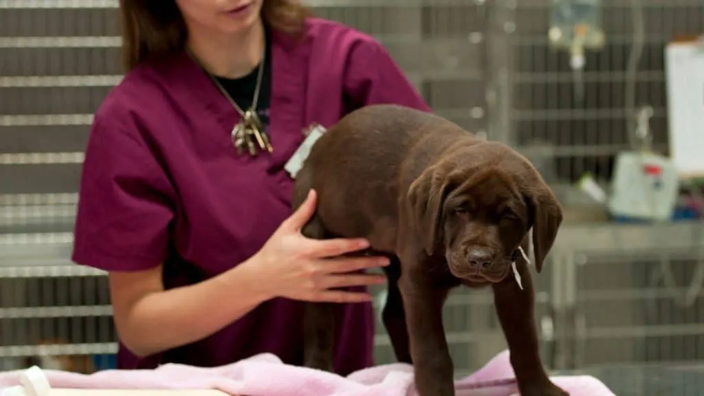 What Shots Do Puppies Need? Best Guide 3 Start Your Puppy's Immune System Off Right with These Shots