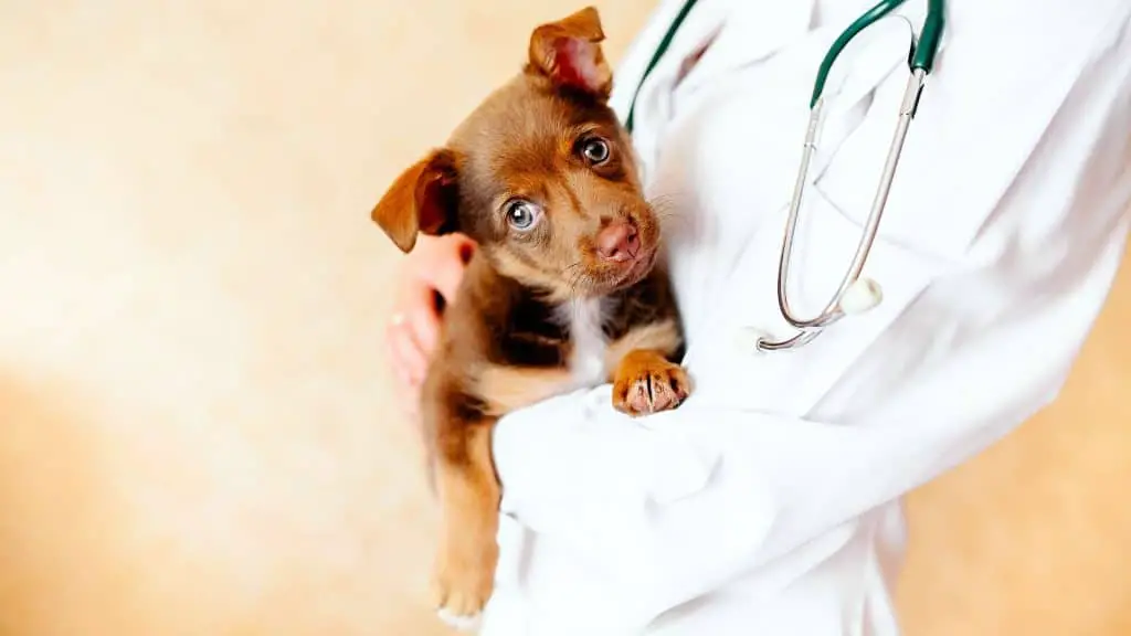 Symptoms Your Dog Has an Upset Stomach