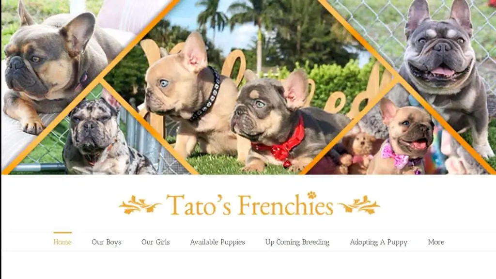 TatosFrenchies.com - Fluffy Frenchie breeders