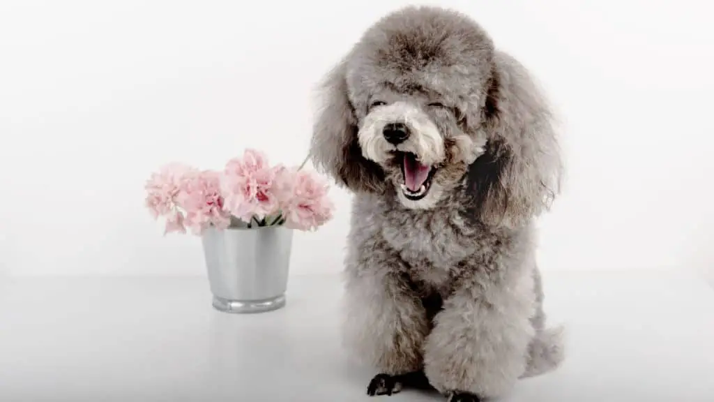 The Top 10 Best Clippers for Poodle Feet