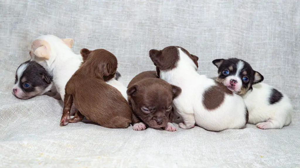The world record for the most Chihuahua puppies born to a single Chihuahua is eleven.