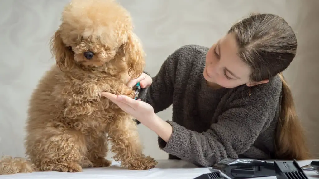Tips and Tricks for Grooming Your Poodle's Feet at Home