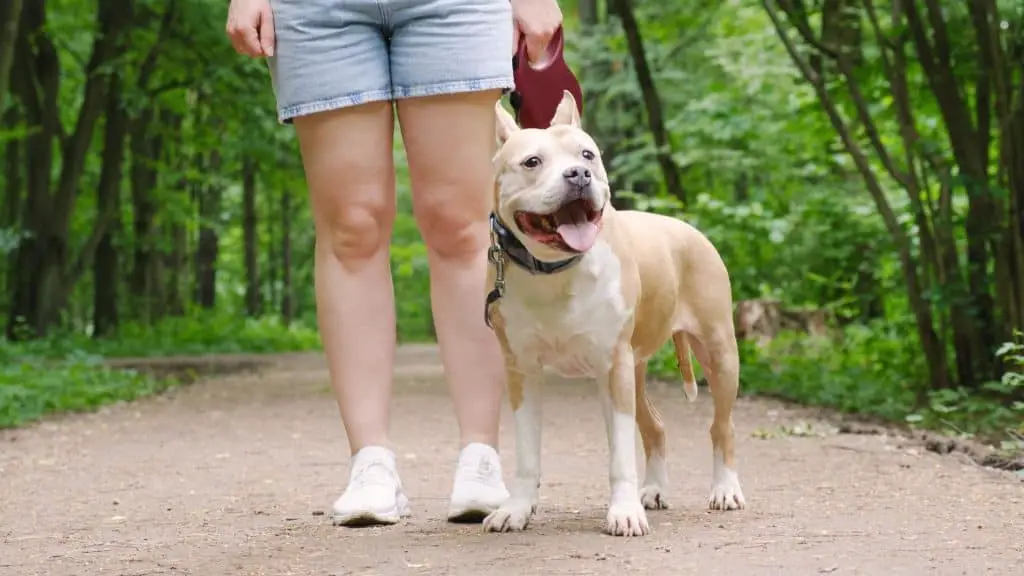 Understanding – Dog's Nails Bleeding After Walk