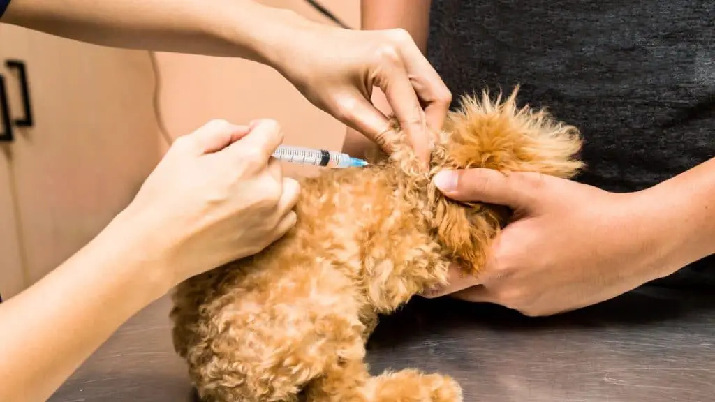 Vaccinable Conditions of Dogs