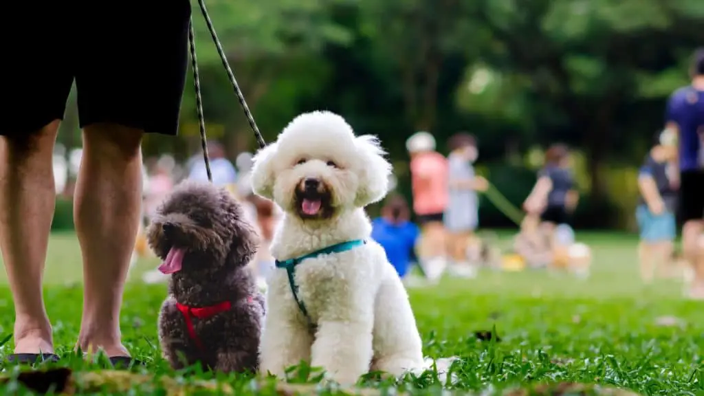 What About the Poodles Reputation as A Hypoallergenic Dog