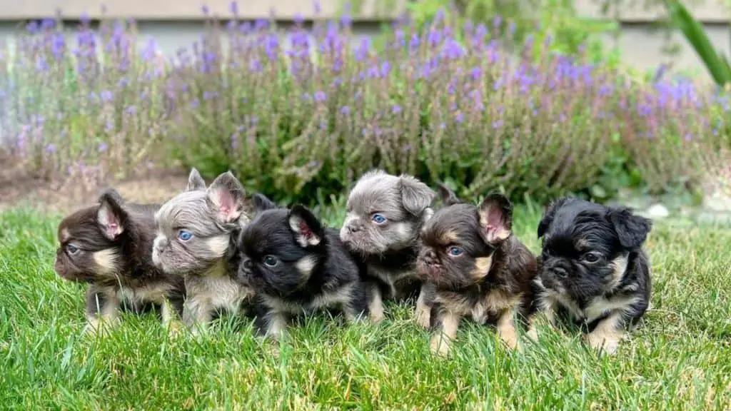 What Are Fluffy French Bulldogs