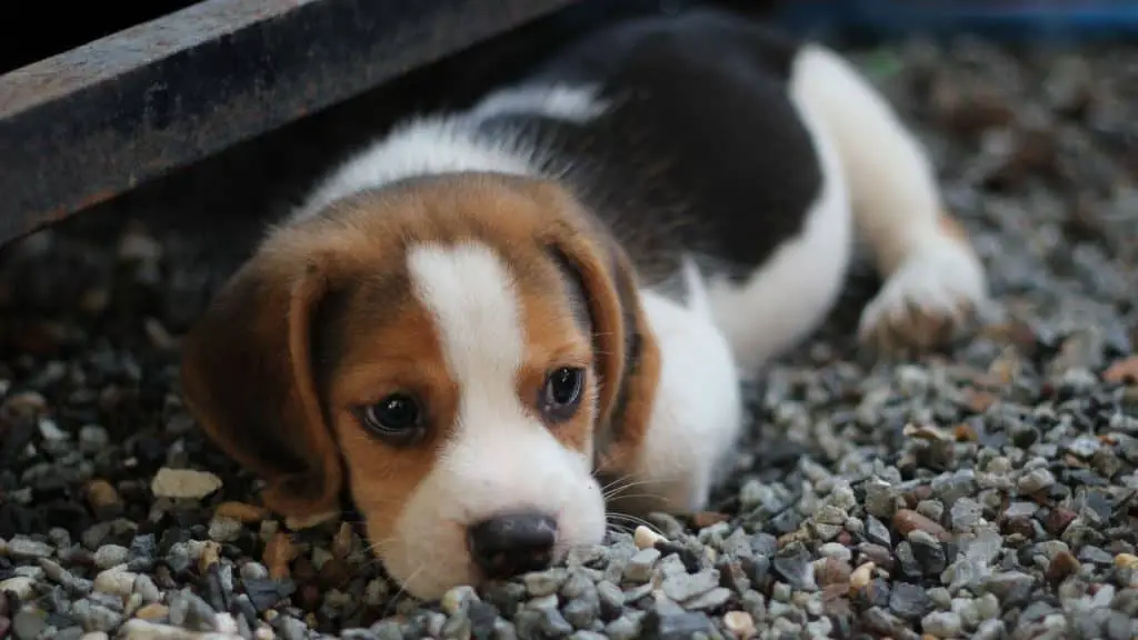What Are Some Common Causes of An Upset Stomach in Puppies