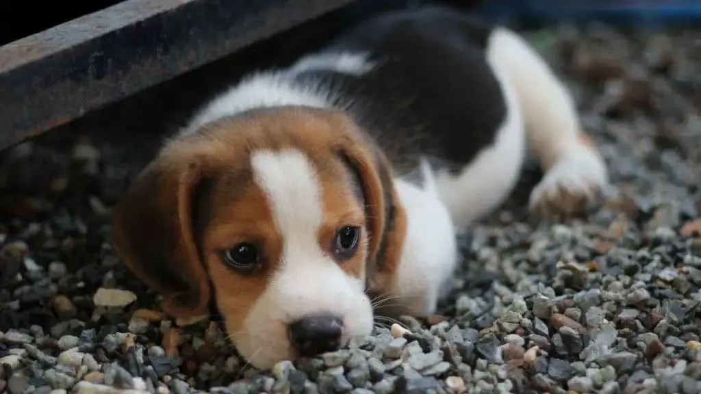 What to Give Puppy for Upset Stomach - Best Guide 2 What Are Some Common Causes of An Upset Stomach in Puppies