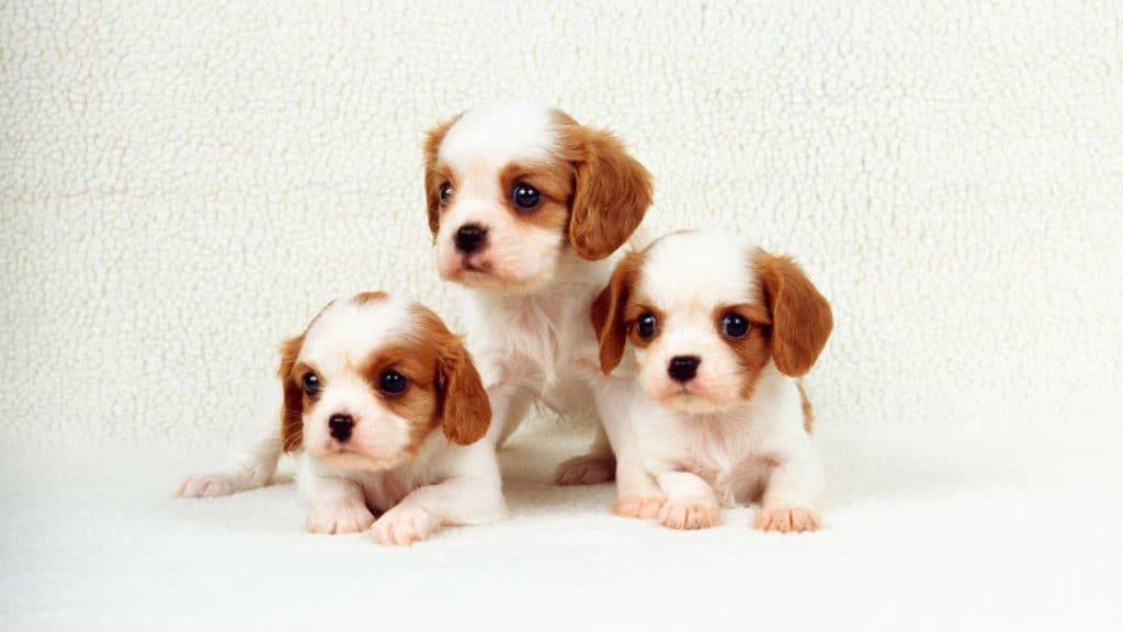 What Are the Causes of An Upset Stomach and Vomiting in Puppies?