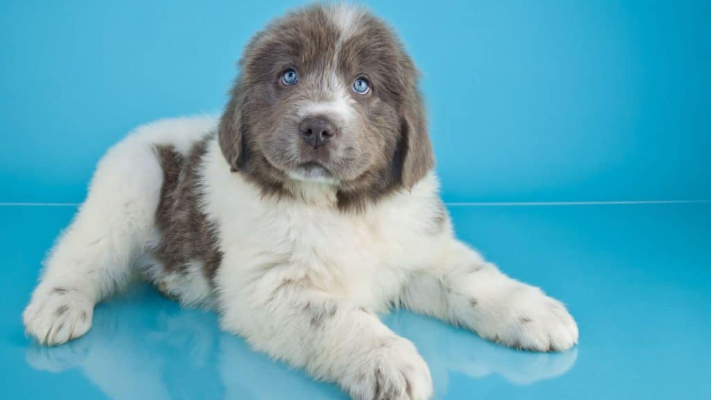 What Are the Side Effects of Puppy Shot?