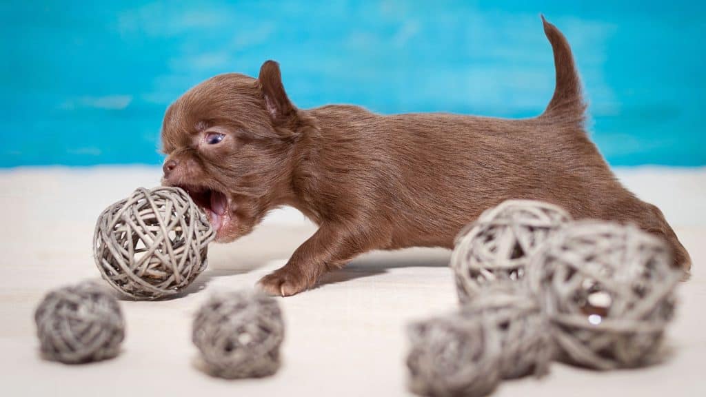 What Is The Average Chihuahua Litter Size?