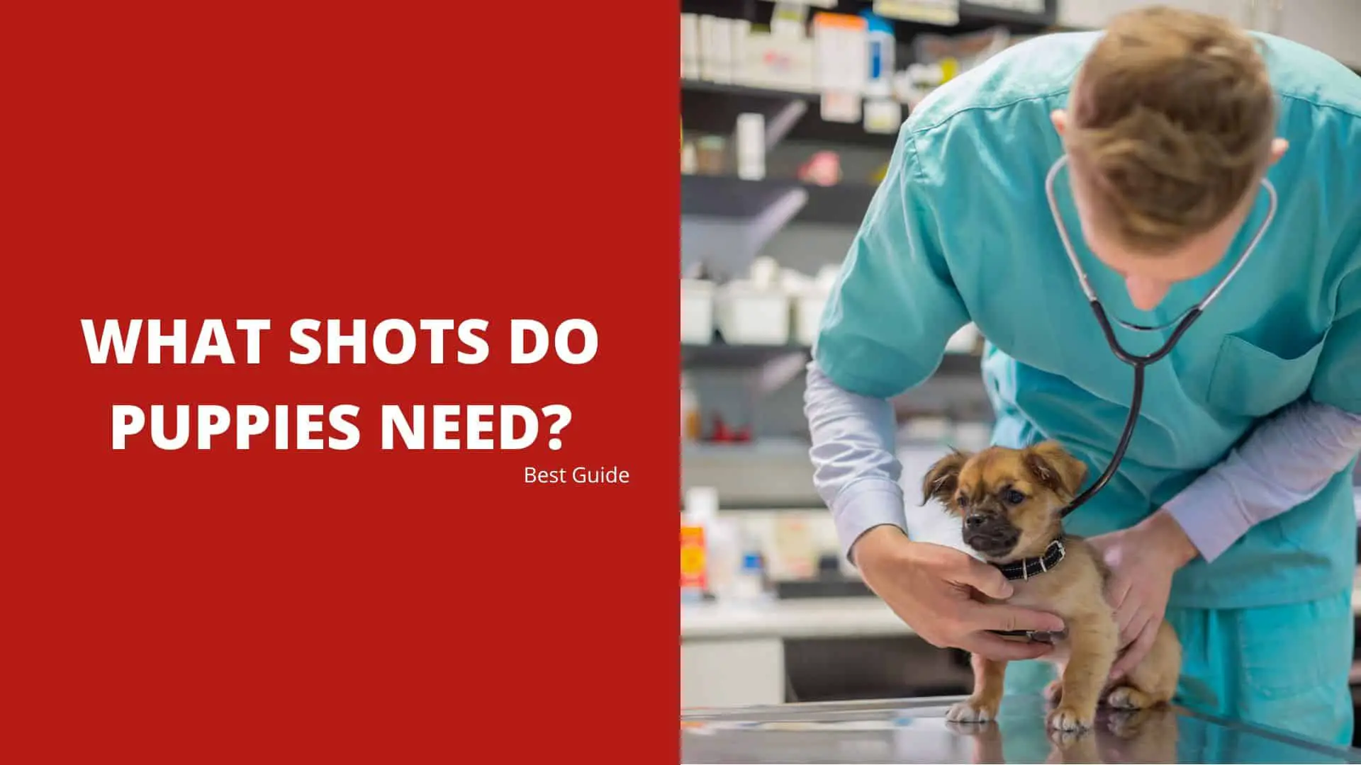 What Shots Do Puppies Need? Best Guide 2022