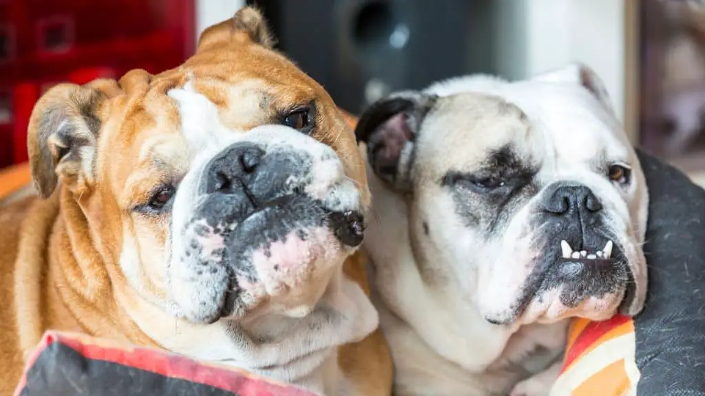 What can I put on my Bulldog's wrinkles?