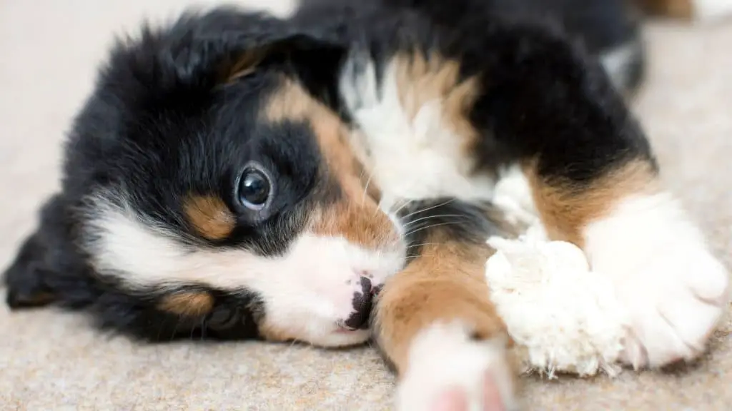 What to Do for a Vomiting Puppy