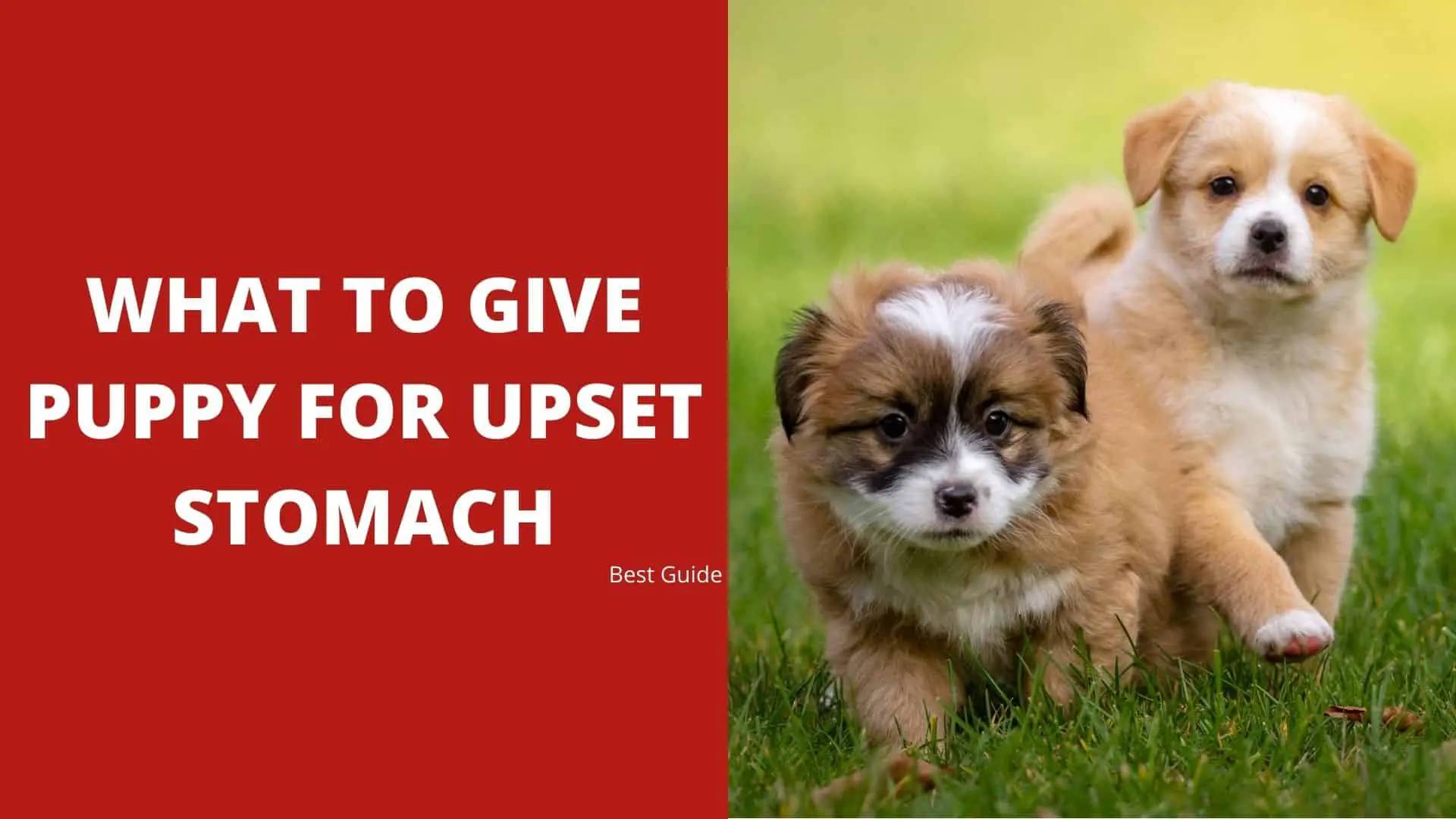What to Give Puppy for Upset Stomach – Best Guide 2022
