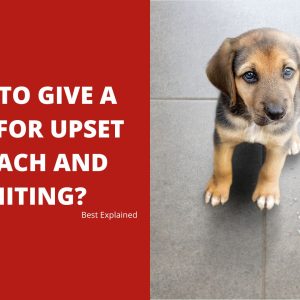 What to Give a Puppy for Upset Stomach and Vomiting - Best Explained