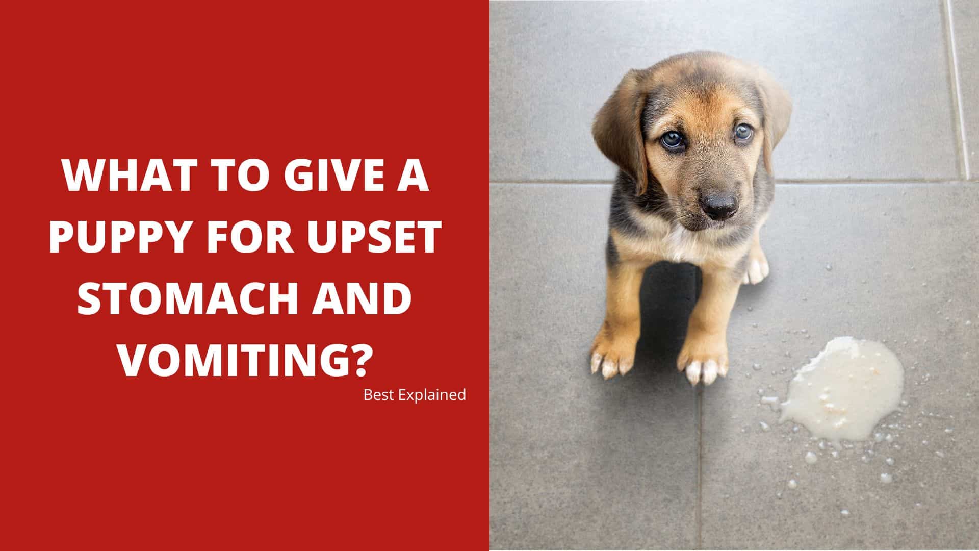 What to Give a Puppy for Upset Stomach and Vomiting? Best Explained