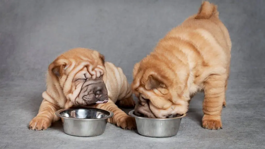 What to Give a Puppy for Upset Stomach and Vomiting What to Feed Your Dog