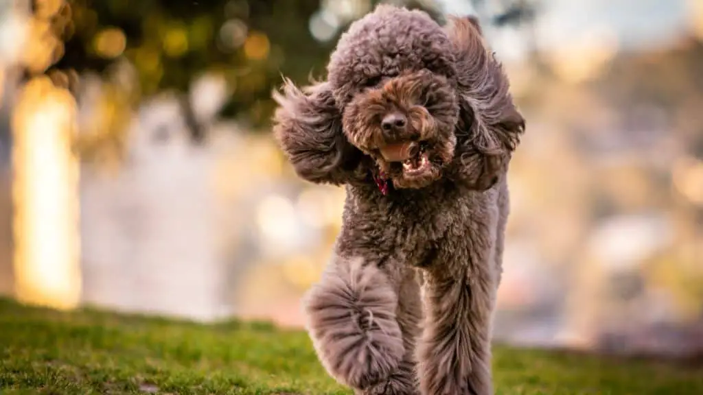 What to Look for When Choosing Clippers for Poodle Feet