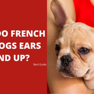 When Do French Bulldogs Ears Stand Up Best Guide