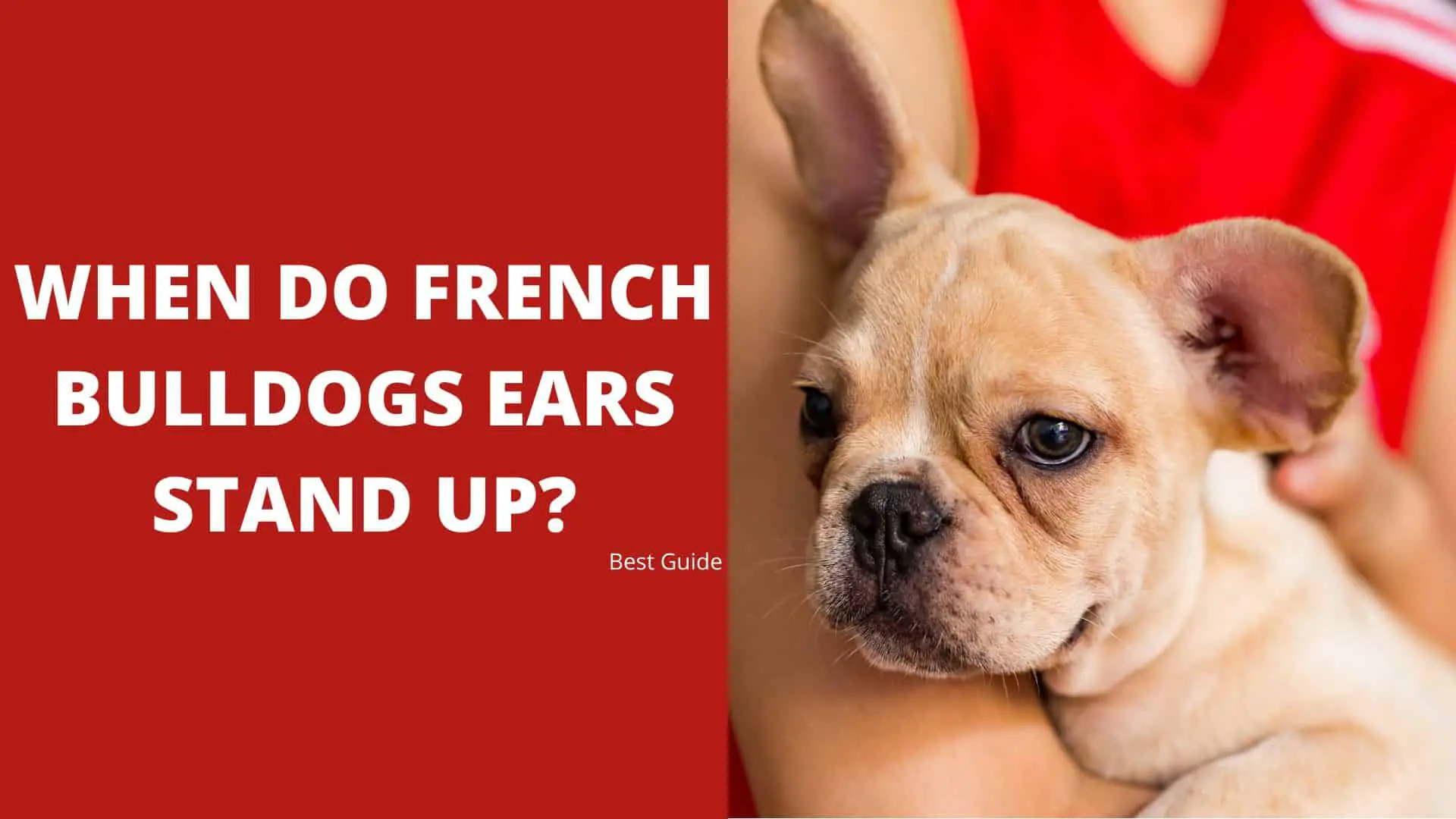 When Do French Bulldogs Ears Stand Up? Best Guide 2022