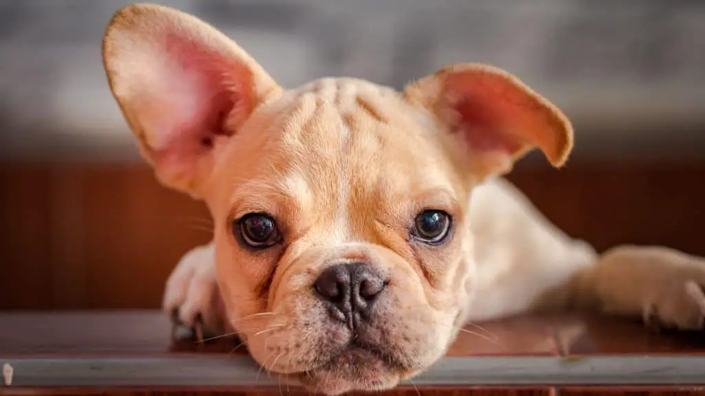 When Do French Bulldogs Ears Stand Up: What to Expect?