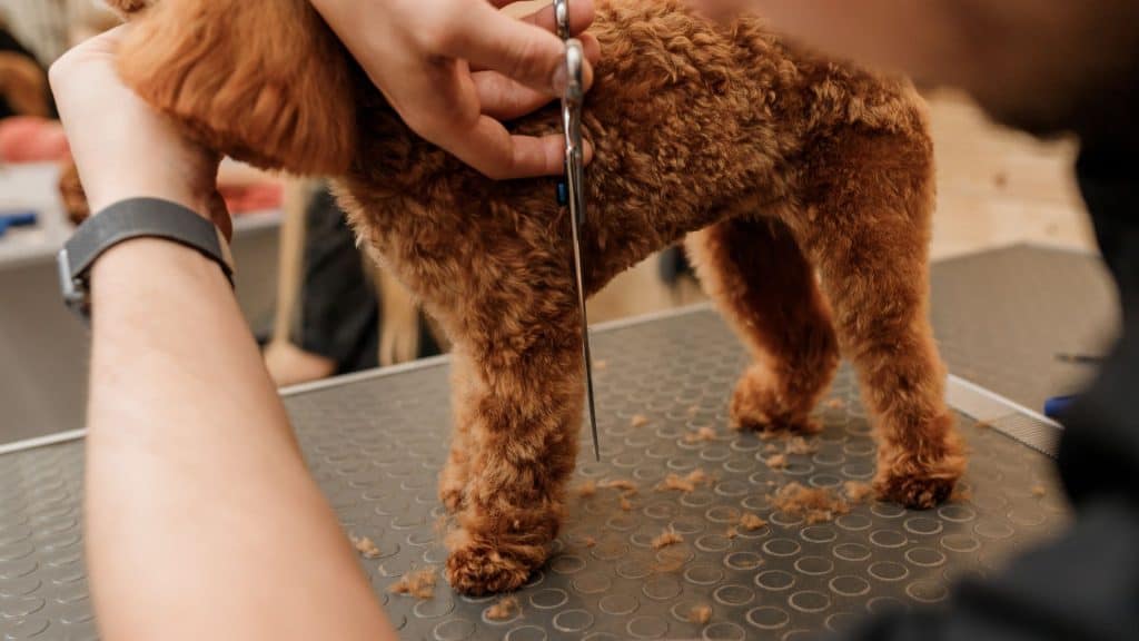 When Do Poodle Puppies Blow Their Coats?