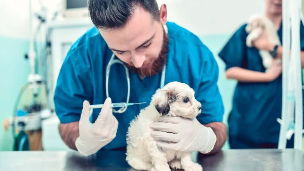 What Shots Do Puppies Need? Best Guide 1 When Should I Get Vaccinated?