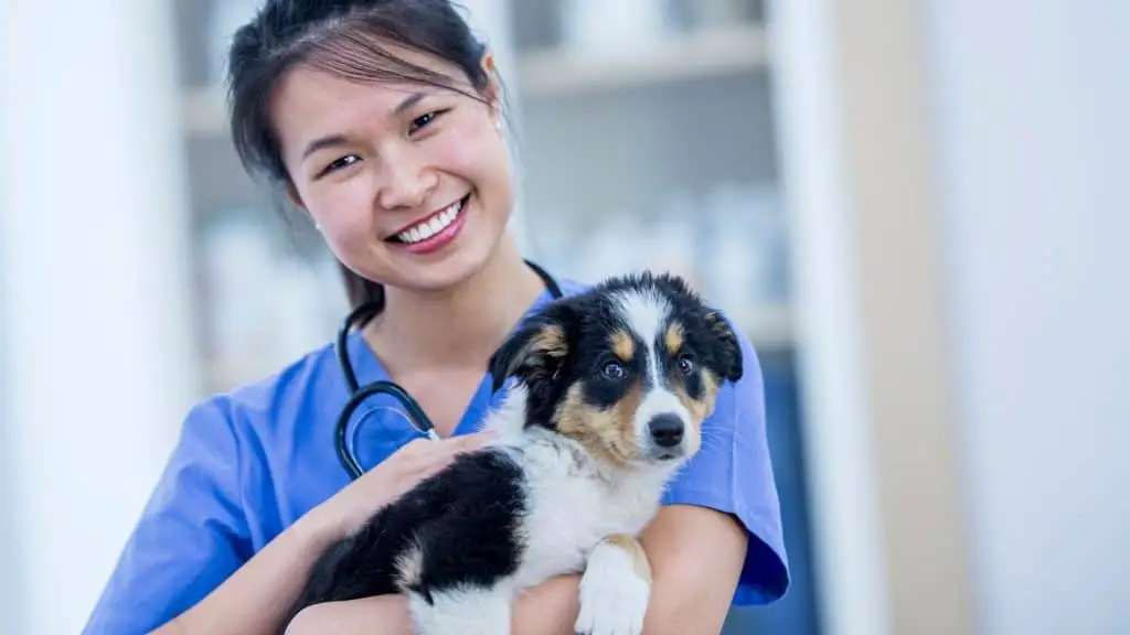 When Should You Take Your Puppy to The Vet