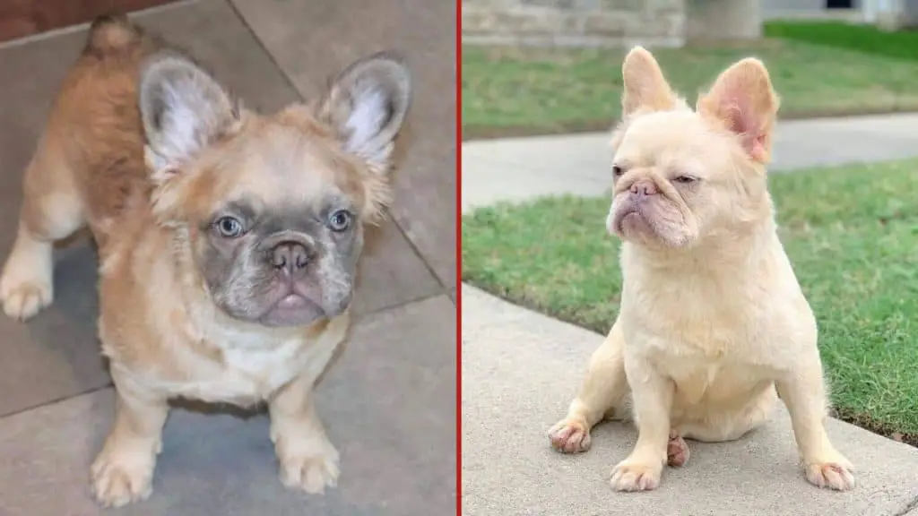 Where to Find the Breeders of A Fluffy Frenchie