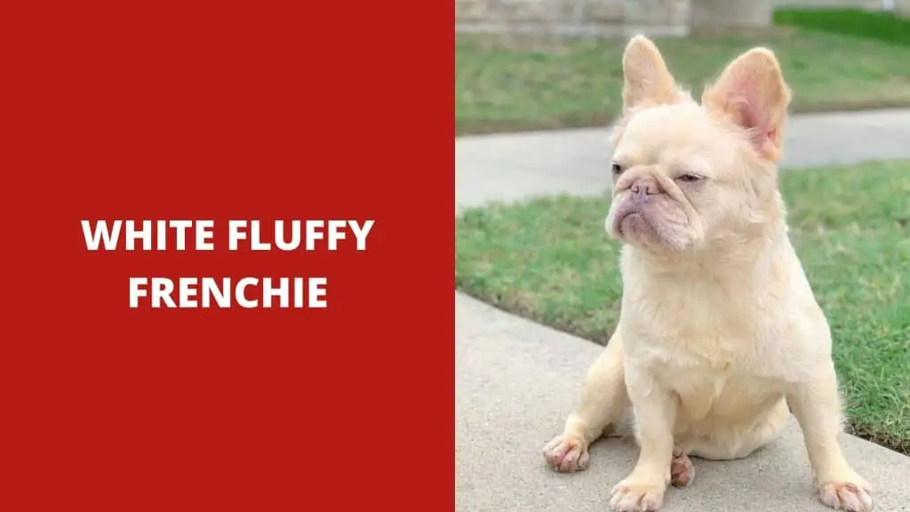 White Fluffy Frenchie - How Much Is a Fluffy French Bulldog Cost?