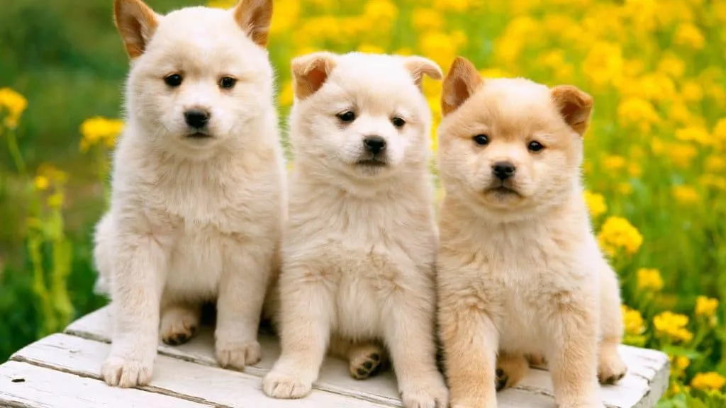 Why Do Puppies Need Three Rounds of Booster Vaccinations?