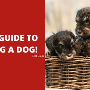 Your Best Guide to Buying a Dog