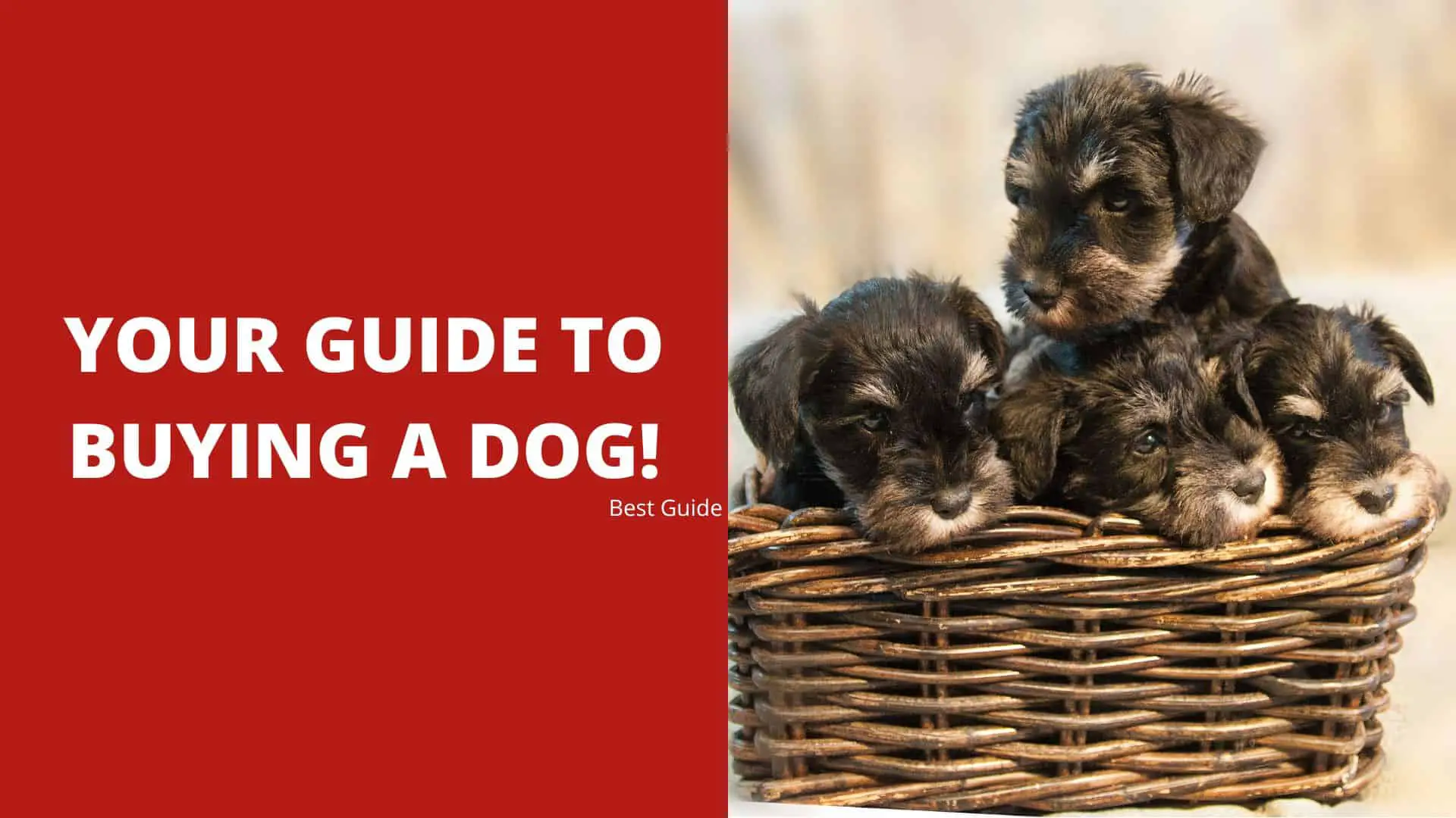 Your Best Guide to Buying a Dog! 2022